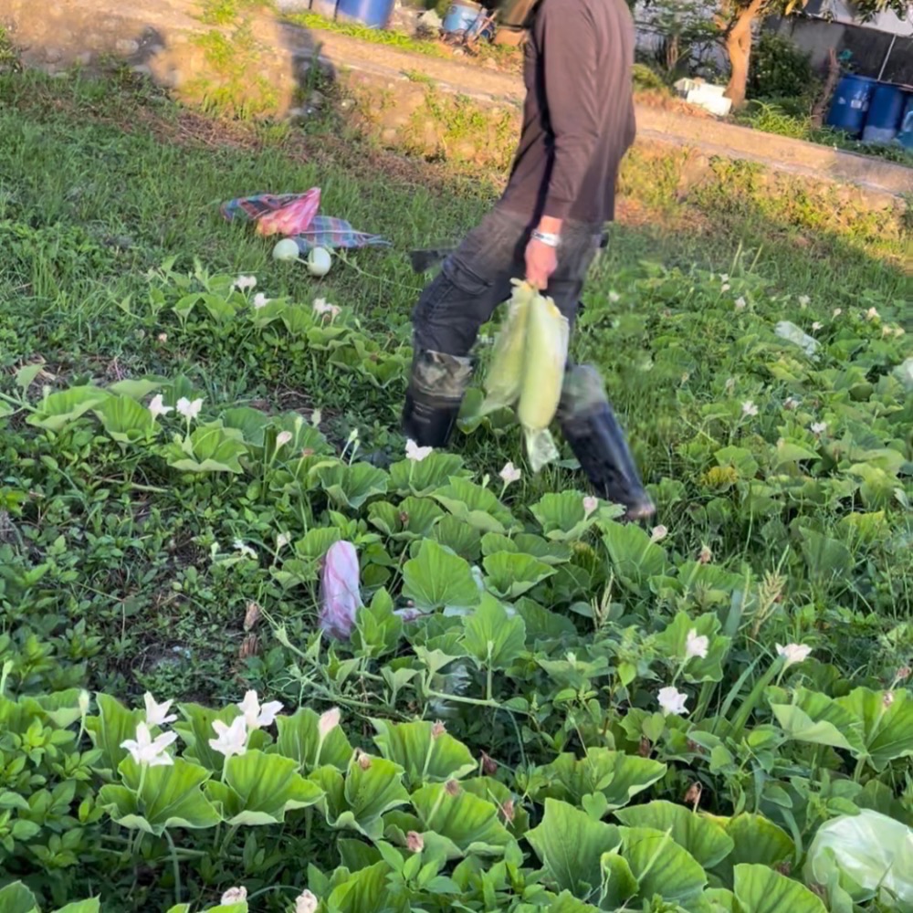 國產瓠瓜絲乾 干瓢卷   瓠瓜絲 瓠瓜乾 蒲瓜  傳統食材 浦瓜 瓠瓜 包壽司 酸菜豬肚蒲阿結湯(胡瓜-細節圖2