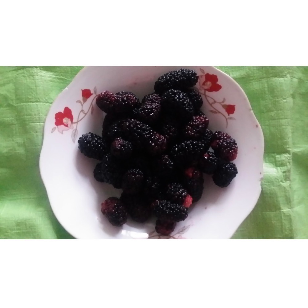 2026年現採現烘/國產黑桑椹 /無糖黑桑葚乾（100/200g)/即食品/免洗無沙 可單吃，可直接吃亦可泡茶 養生果乾-細節圖2