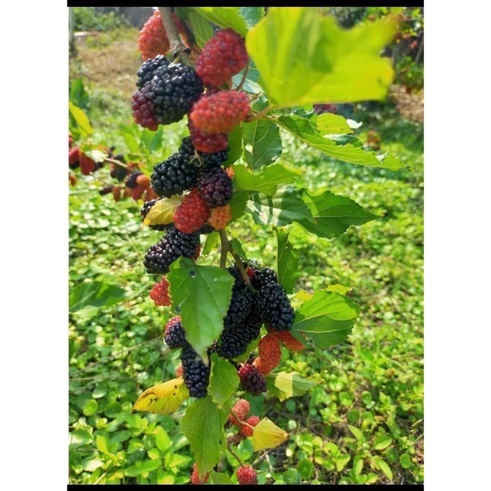 2026年現採現烘/國產黑桑椹 /無糖黑桑葚乾（100/200g)/即食品/免洗無沙 可單吃，可直接吃亦可泡茶 養生果乾-細節圖5