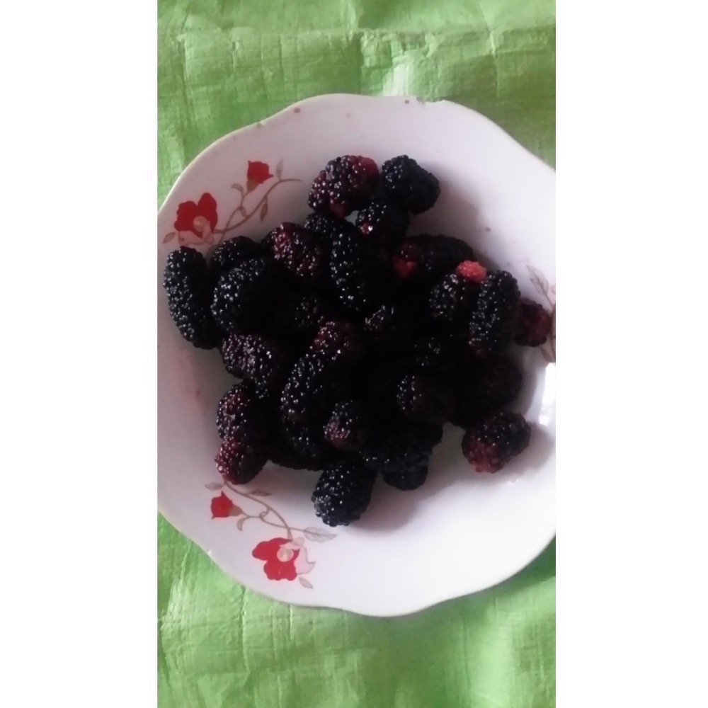 手工古法煉製桑葚果醬/2025現採現熬/無添加防腐劑、香精、色素之桑葚蜜餞/桑葚膏零果膠/低糖微甜/無糖-細節圖3