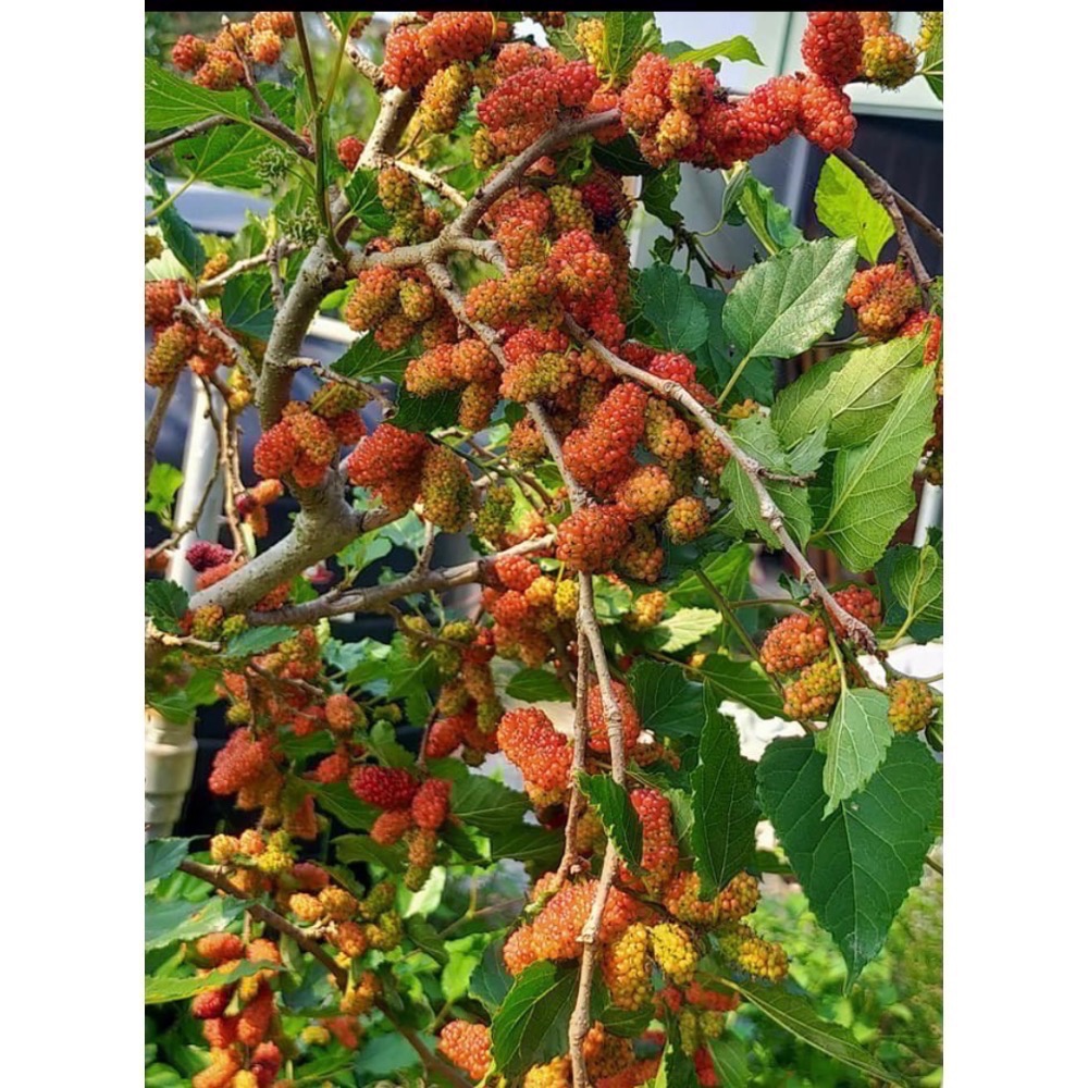 手工古法煉製桑葚果醬/2025現採現熬/無添加防腐劑、香精、色素之桑葚蜜餞/桑葚膏零果膠/低糖微甜/無糖-細節圖4