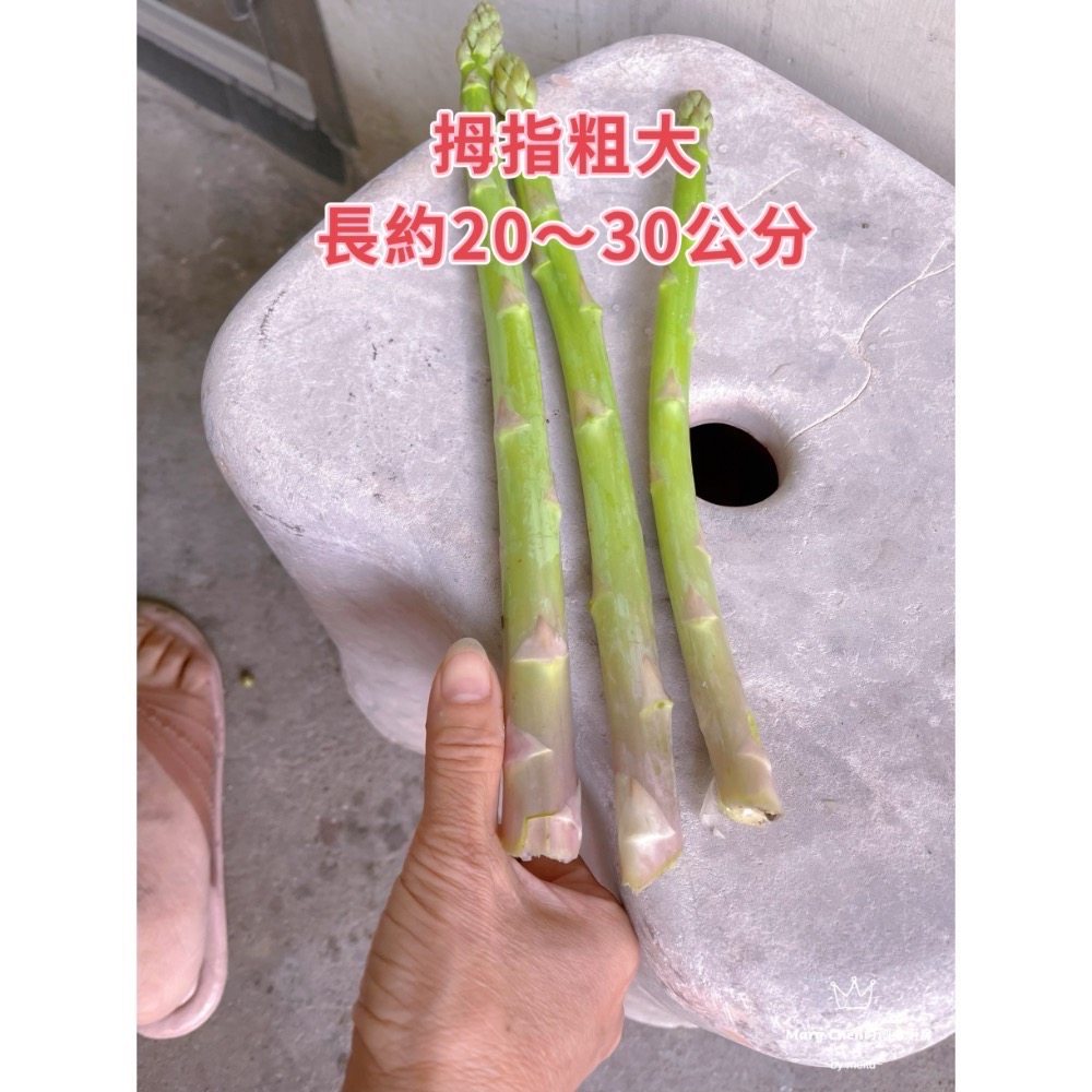 新鮮現採蘆筍300g/600g±10%蘆筍炒肉絲 涼拌蘆筍-細節圖2