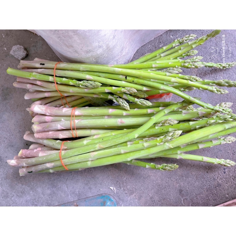 新鮮現採蘆筍300g/600g±10%蘆筍炒肉絲 涼拌蘆筍-細節圖3