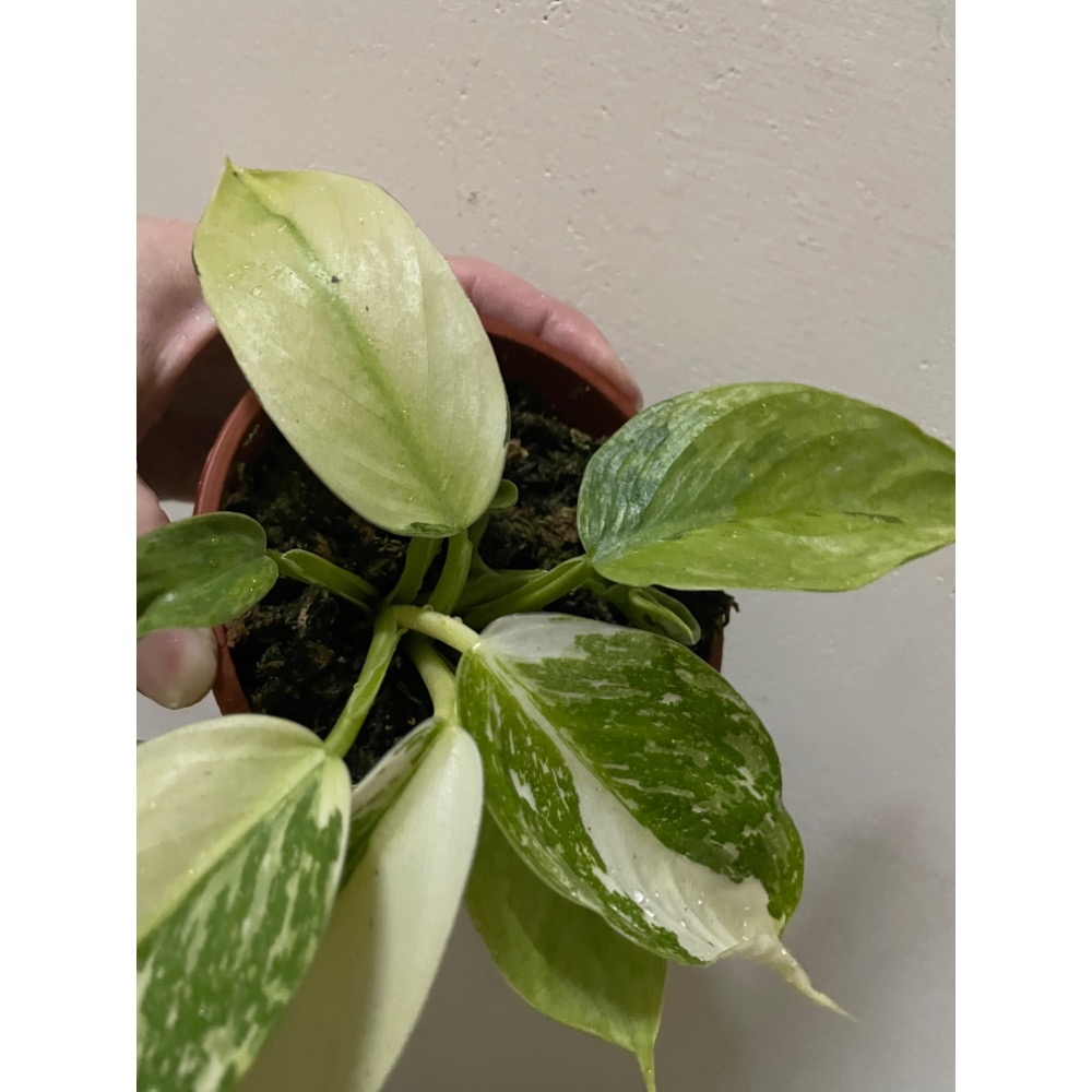 荷西布諾蔓綠絨-細節圖2