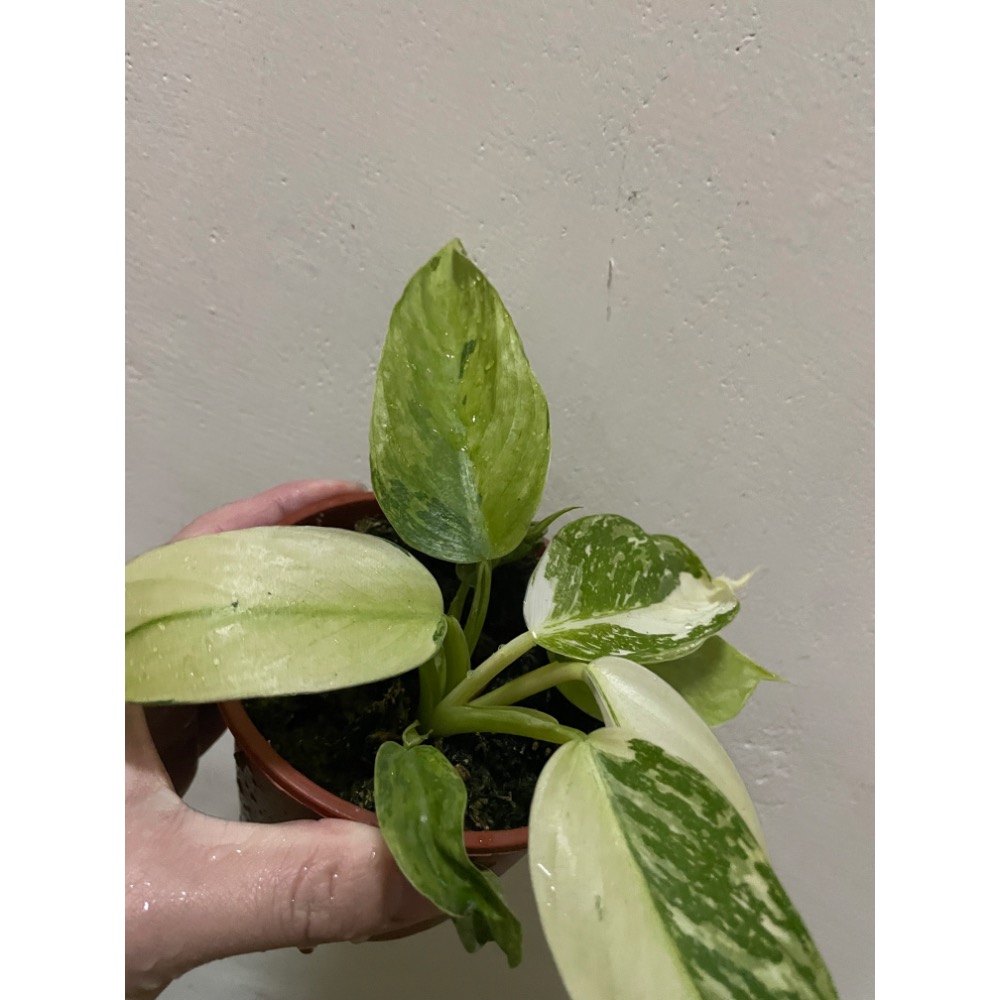 荷西布諾蔓綠絨-細節圖3